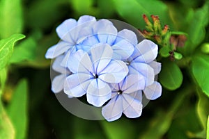 Plumbago Auriculata flowers in the garden