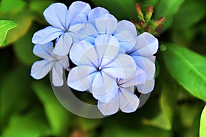 Plumbago Auriculata flowers in the garden