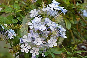 Plumbago auriculata flowers in light blue purple shade