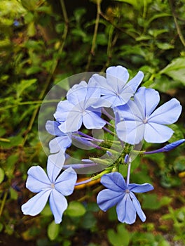 Plumbago Auriculata, Natural Flower, photo