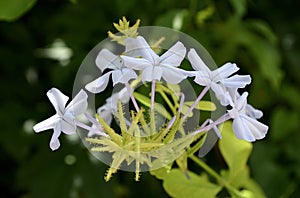 Plumbago auriculata o Cape leadwort.