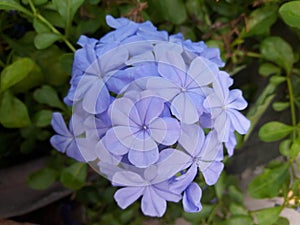 Sweet violet Plumbago auriculata Plumbaginaceae in the morning photo