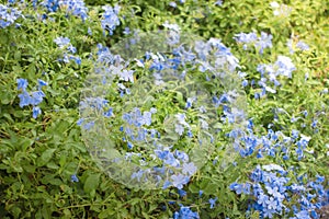 Plumbago auriculata, is a species of flowering plant