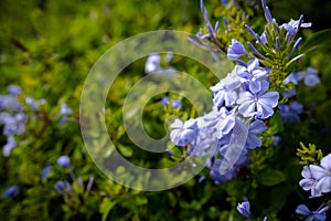 Plumbago Auriculata