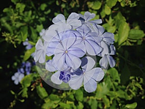 Plumbago Auriculate (Blue Plumbago or Cape Leadwort) Plant Blossoming in Garden.