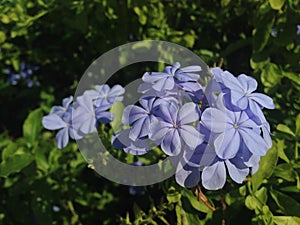 Plumbago Auriculate (Blue Plumbago or Cape Leadwort) Plant Blossoming in Garden.