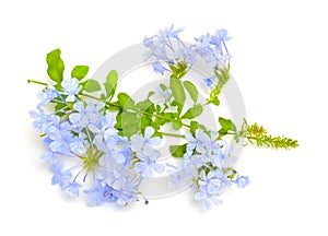Plumbago auticulata or leadwort isolated on white background