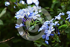 Plumbago capensis