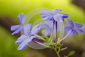Plumbago flower background (leadworth flower)