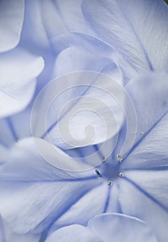 Plumbago flower detail of petals