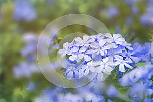 Plumbago flowering plant, known as Plumbago Capensis or blue plumbago, Cape plumbago or Cape leadwort. Tropical evergreen flower