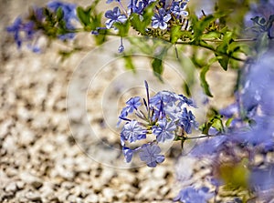 Plumbago flowering plant, known as Plumbago Capensis or blue plumbago, Cape plumbago or Cape leadwort. Tropical evergreen flower