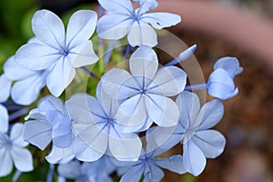 Plumbago flowers