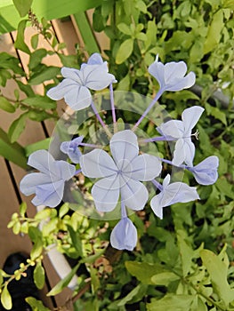 Plumbago, Luye Township, Taitung County