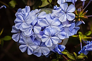Plumbago Royal Cape