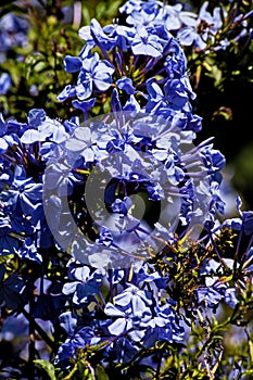 Plumbago Royal Cape