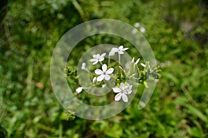 Plumbago zeylanica flower blooming