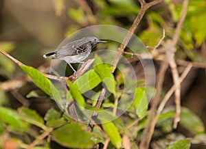 Plumbeous Antbird photo