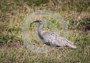 Plumbeous Ibis or Macarico Real bird in Mato Grosso in Pantanal.CR2