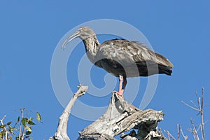 Plumbeous ibis in Pantanal, Brazil photo