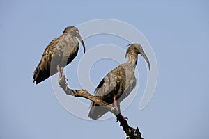 Plumbeous ibis, Theristicus caerulescens