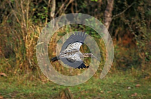 Plumbeous Ibis, theristicus caerulescens, Adult in Flight, Pantanal in Brazil photo