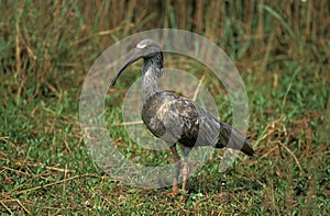 Plumbeous Ibis, theristicus caerulescens, Adult, Pantanal in Brazil photo
