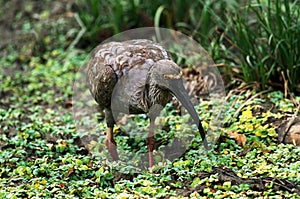 Plumbeous Ibis, theristicus caerulescens, Adult standing in Swamp, Pantanal in Brazil photo