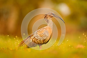 Plumbeous Ibis, Theristicus caerulescens, exotic bird in the nature habitat, bird sitting in grass with beautiful evening sun ligh