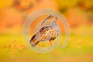 Plumbeous Ibis, Theristicus caerulescens, exotic bird in the nature habitat, bird sitting in grass with beautiful evening sun ligh