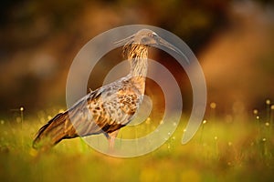 Plumbeous Ibis, Theristicus caerulescens, exotic bird in the nature habitat, bird sitting in grass with beautiful evening sun photo