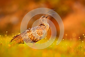 Plumbeous Ibis, Theristicus caerulescens, exotic bird in nature habitat, bird sitting in grass with beautiful evening sun light, d