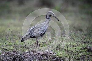 Plumbeous ibis,Theristicus caerulescens, photo