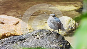 Plumbeous Redstart Female nature bird on the north of thailand