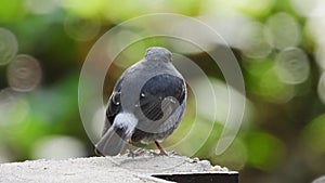 Plumbeous Redstart Female nature bird on the north of thailand