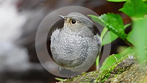 Plumbeous Redstart Female nature bird on the north of thailand