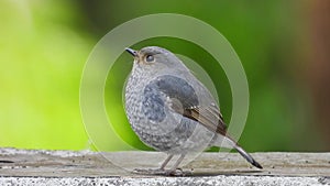 Plumbeous Redstart Female nature bird on the north of thailand