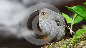 Plumbeous Redstart Female nature bird on the north of thailand