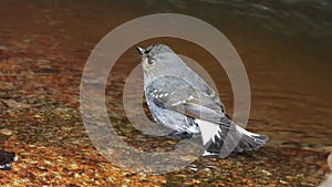 Plumbeous Redstart Female nature bird on the north of thailand