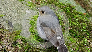 Plumbeous Redstart Female nature bird on the north of thailand