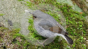 Plumbeous Redstart Female nature bird on the north of thailand