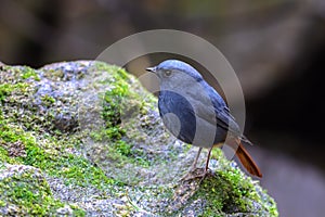 Plumbeous Redstart or Phoenicurus fuliginosus.