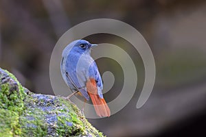 Plumbeous Redstart or Phoenicurus fuliginosus.