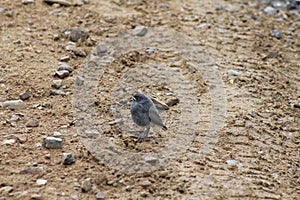 Plumbeous Redstart, red-tailed cub, plumbeous water redstart