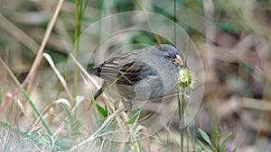 Plumbeous seedeater