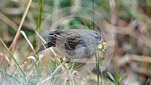 Plumbeous seedeater