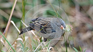 Plumbeous seedeater