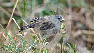 Plumbeous seedeater