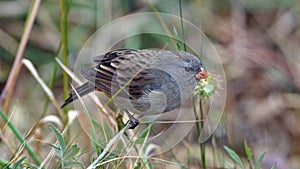 Plumbeous seedeater