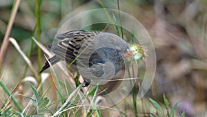 Plumbeous seedeater